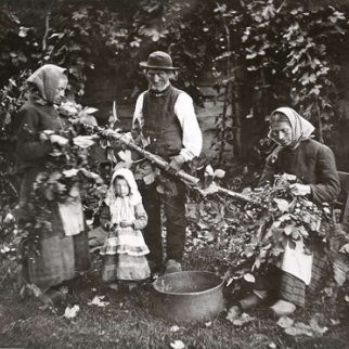 Hopfenpflücken